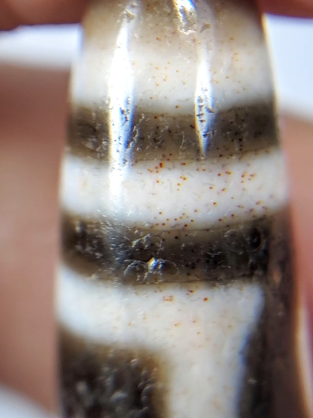 Antique Tibetan double heaven earth gate dzi bead, white agate, dark brown bands, weathered patina, rust bloodspots, aged surface