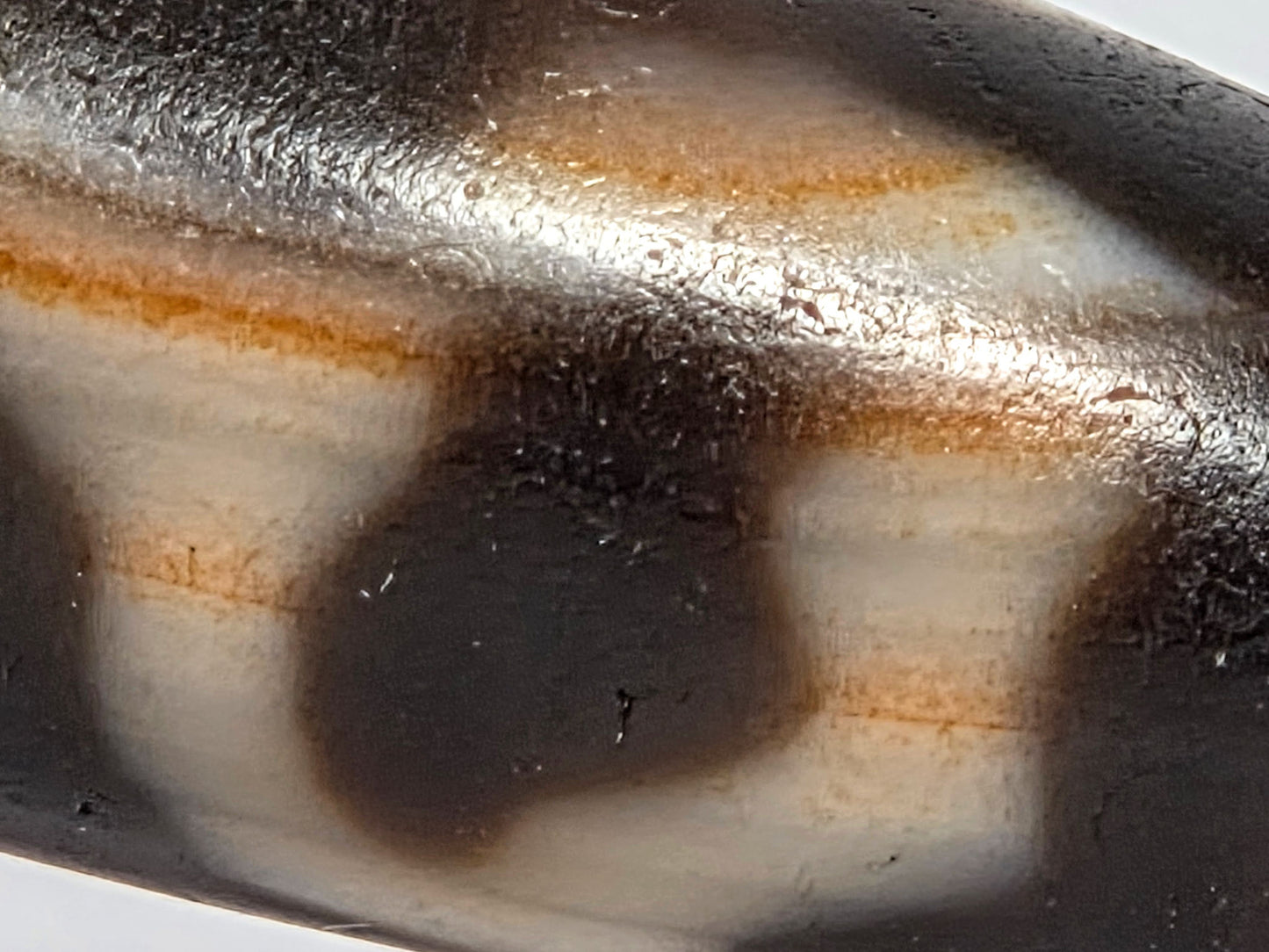 At-072226-LBBS macro — boundary-concentrated cinnabar orange band along cream-to-dark zone boundary, Tier 3 bloodspots, unretouched.