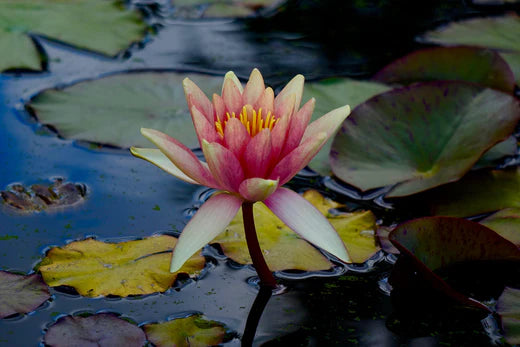 Stepping Towards Compassion