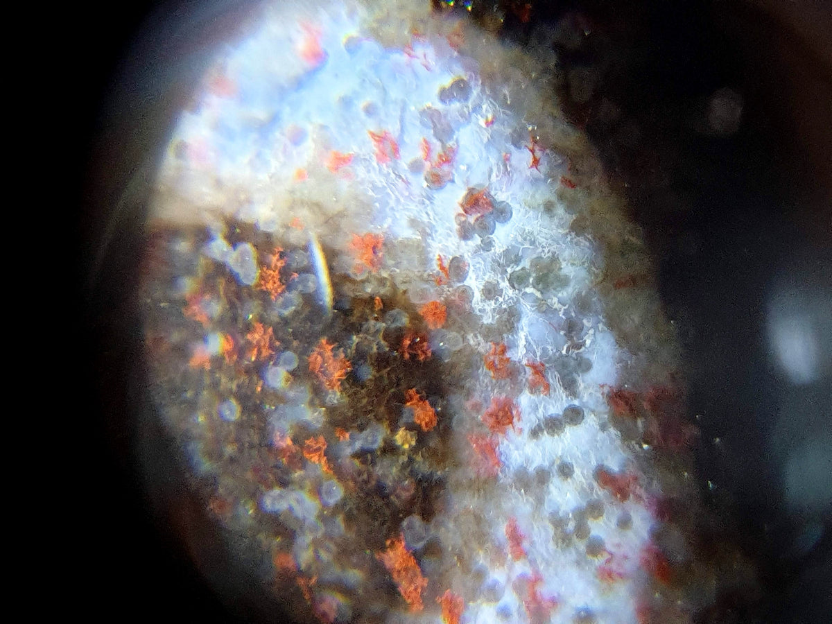 Three eye dzi bead with natural bloodspot agate patterning, white and orange striped surface, magnified close-up view