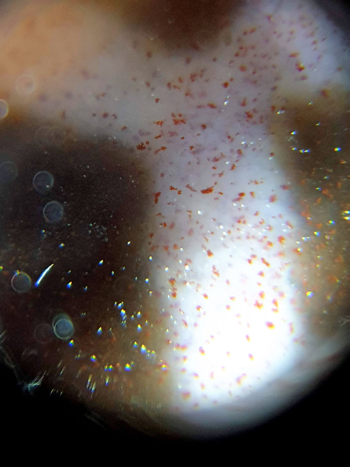 N-062226-DLBS, macro bloodspot photo 1, orange-red cinnabar in cream motif zone, dense scatter, unretouched