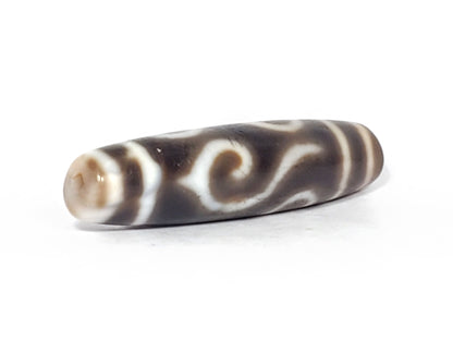 Ac-061926-DC4E conch scroll face straight-on, flowing S-spiral, deep dark grey-brown ground, unretouched