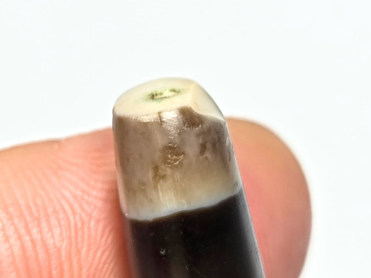 Ac-061526-1SBW, Face A lateral, dark belly body, pale translucent end caps, honey-brown transitions, unretouched