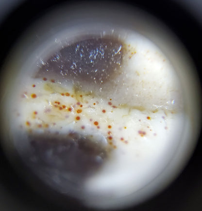 Antique Four Eye Motif Dzi Bead with Extreme Bloodspots (TiD-Ant-FoE-XB) - Very Rare