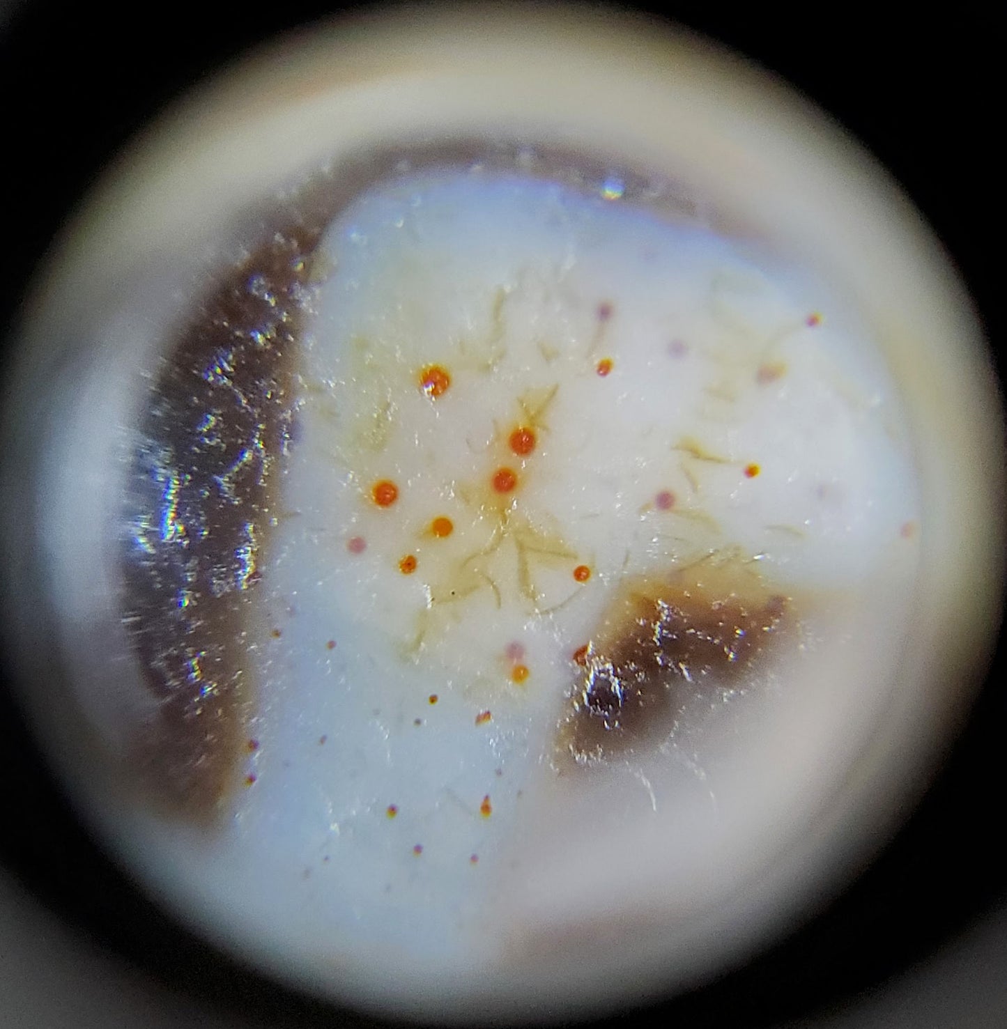 Antique Four Eye Motif Dzi Bead with Extreme Bloodspots (TiD-Ant-FoE-XB) - Very Rare