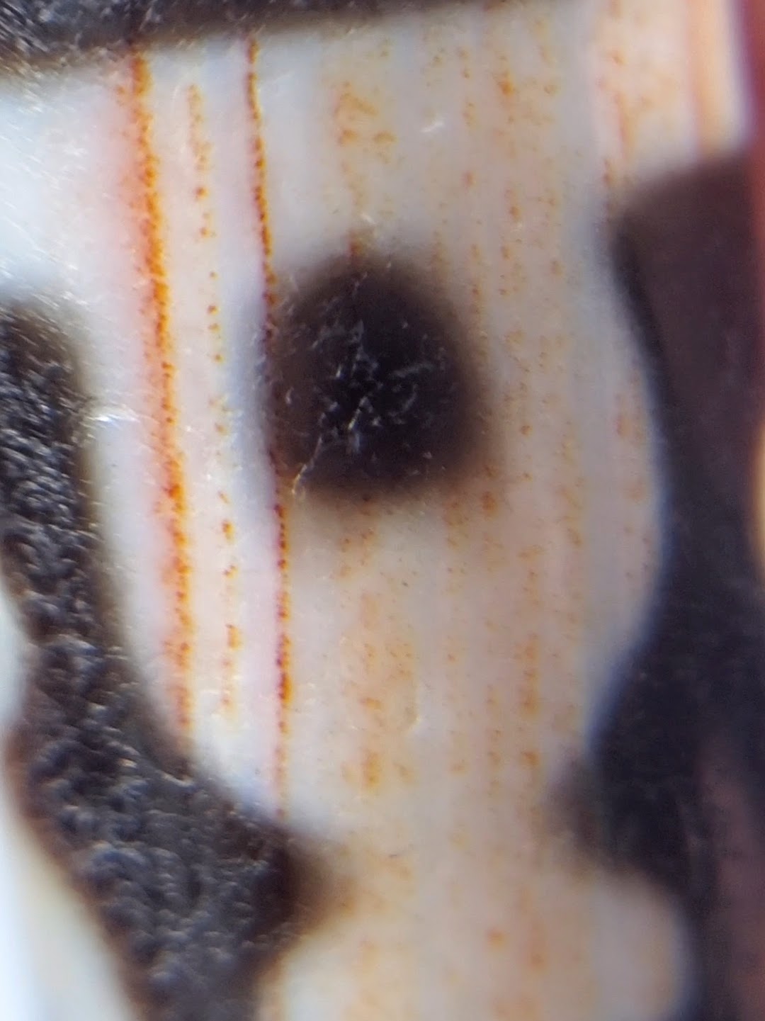 Antique Treasure Vase Motif Dzi Bead with Bloodspots (Ant-B-TV-092624)