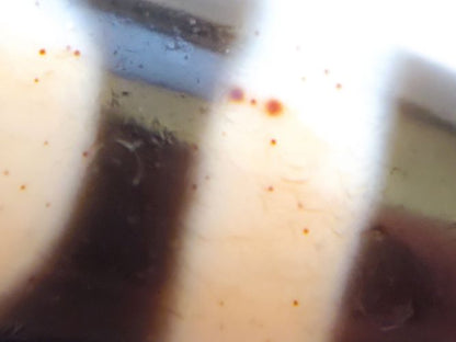 Vintage Heaven & Earth Motif Dzi with Bloodspot (TaD-V-BX-HE-082123)