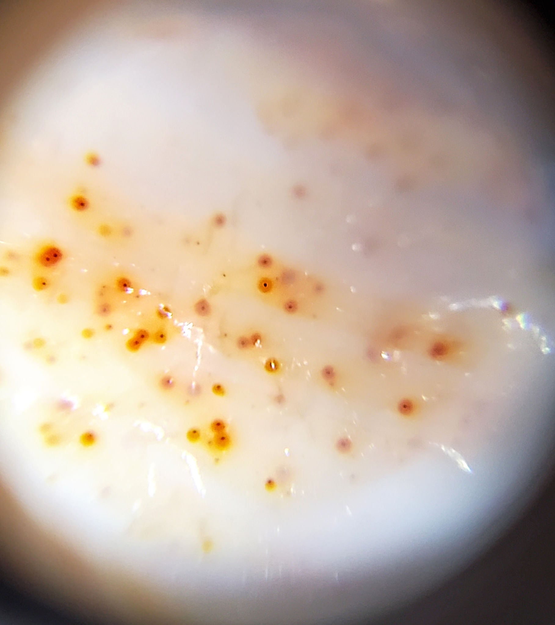 Microscope view of cinnabar bloodspots on ancient Tasso Dzi — orange-gold and red dots in cream agate