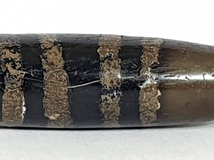 Rare Ancient Seven Stripe Chung Dzi" Description: "Authentic and rare ancient Seven Stripe Chung Dzi bead, a treasured artifact from the past. This bead holds immense historical significance and is extremely old."
